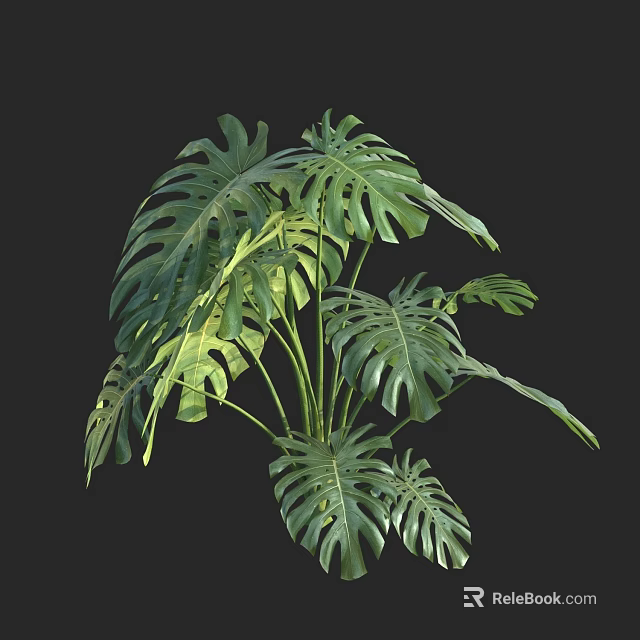 Monstera Potted Plant With Large Fenestrated Green Leaves For Indoor Decoration 3d model 