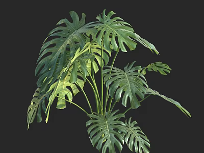 Monstera Potted Plant With Large Fenestrated Green Leaves For Indoor Decoration 3d model