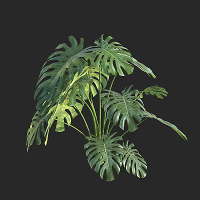 Monstera Potted Plant With Large Fenestrated Green Leaves For Indoor Decoration 3d model