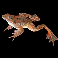 Close Up Of Brown Spotted Frog With Webbed Feet On Black Background