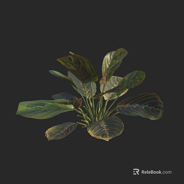 Vibrant Plant With Green And Red Striped Leaves Against Dark Background 3d model 