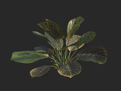 Vibrant Plant With Green And Red Striped Leaves Against Dark Background 3d model