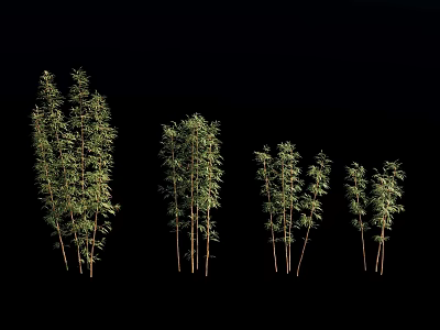 Bamboo Plants In Various Heights With Green Foliage And Natural Growth Arrangement 3d model