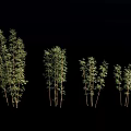 Bamboo Plants In Various Heights With Green Foliage And Natural Growth Arrangement