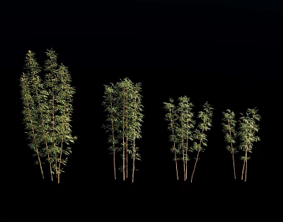 Bamboo Plants In Various Heights With Green Foliage And Natural Growth Arrangement 3d model