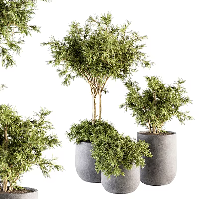 Bonsai Potted Plants With Green Foliage In Gray Planters And Lush Branches 3d model