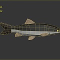 Catfish Carp Sturgeon Bass Freshwater Fish Various Carp Grass Carp Crucian Carp 3d model