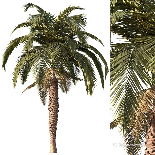 Tall Lush Palm Tree With Textured Trunk And Green Fronds Including Brownish Tips 3d model 
