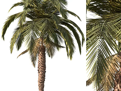Tall Lush Palm Tree With Textured Trunk And Green Fronds Including Brownish Tips 3d model