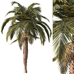 Palm Tree Roll 3d model