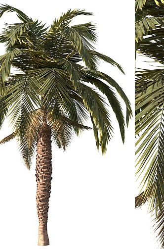 Palm Tree Roll 3d model