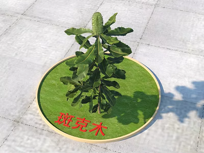 Lush Banksia Shrub Growing in Circular Grassy Patch with Golden Border and Red Characters 3d model