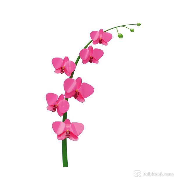 Beautiful Pink Orchid Plant With Multiple Flowers Green Stem And Small Buds 3d model 