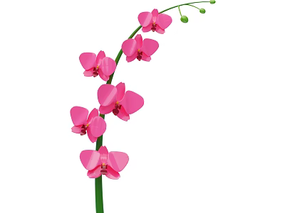 Beautiful Pink Orchid Plant With Multiple Flowers Green Stem And Small Buds 3d model