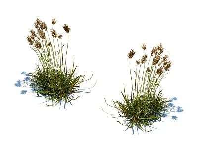 Herbaceous Plants with Green Leaves and Brown Spike Flowers in Natural Growth Form 3d model