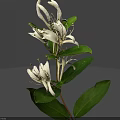 Beautiful White Blooming Flowers With Fresh Green Leaves And Natural Plant Stem