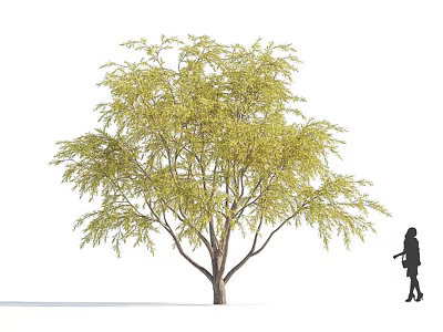 Tall Lush Arbor With Green Leaves Strong Trunk And Little Girl Silhouette 3d model