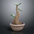 Potted Plant with Curved Trunk Green Leaves and White Flowers in Ceramic Pot Dark Background