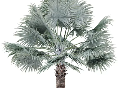 Lush Tropical Arbor Palm Tree With Green Fan Shaped Leaves And Sturdy Brown Trunk 3d model