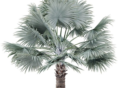 modern palm tree overlord brown 3d model