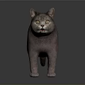 Gray Cat Standing on Smooth Reflective Dark Surface with Light Gradient