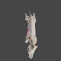 3D Anatomical Model of Dog Showing Skeleton Muscles and Internal Organs