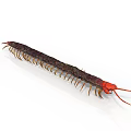 Detailed Red Headed Centipede With Many Legs And Dark Body On White Background