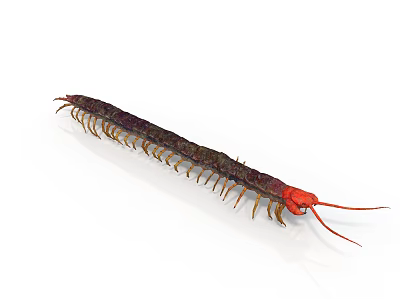 Detailed Red Headed Centipede With Many Legs And Dark Body On White Background 3d model