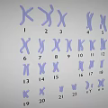 Human Chromosomes Karyotype Display With Numbered Pairs And Sex Chromosomes