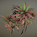 Vibrant Leafy Plants Featuring Pink And Green Leaves On Slender Stems Against Gray Background