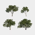 Four Arbor Trees Featuring Green Leafy Canopies Single Trunks And Different Shapes Isolated On White 3d model
