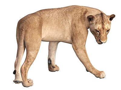 Realistic Brown Lioness Walking In Natural Pose With Detailed Fur Texture 3d model