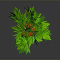 Fresh Organic Carrot with Green Leafy Tops on Dark Background