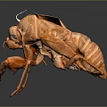 Close Up View Of Brown Cicada Exuvia With Detailed Texture On Dark Background