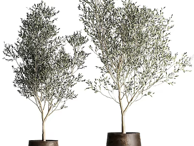 Two Olive Tree Bonsai Potted Plants With Green Leaves And Trunks 3d model