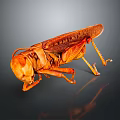Orange Locust With Detailed Wings And Legs On Dark Reflective Surface
