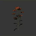 Orange Flowers Blooming with Vibrant Petals Green Stems and Fresh Leaves Against Dark Background