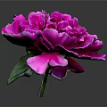 Vibrant Pink Peony Blooming with Fresh Green Leaves on Gray Background