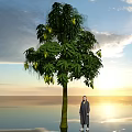 Tall Arbor With Green Leaves Yellow Fruits Near Person Under Sunset Sky Water Reflection