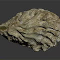 Open Oyster Shell With Textured Surface Isolated On Dark Background 3d model