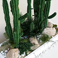Indoor Decorative Tall Cactus Bonsai Potted Plants With Small Greenery And Stones