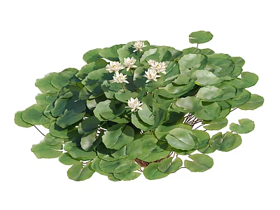 Aquatic Plants With Lush Green Leaves And White Flowers Floating On Water 3d model