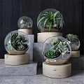 Stylish Decorative Ornament Set with Glass Globes Succulents Green Plants and Wooden Bases