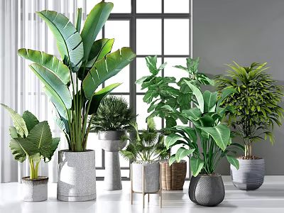 Indoor Potted Plants With Various Green Foliage In Stylish Decorative Pots 3d model