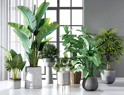 Indoor Potted Plants With Various Green Foliage In Stylish Decorative Pots 3d model