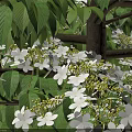 Beautiful Flowering Shrub with White Blossoms and Green Leaves Under Blue Sky