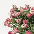 Hydrangea 3d model