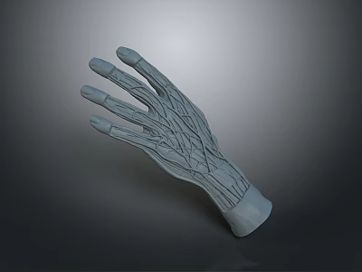 3D Anatomical Hand Model Featuring Detailed Texture And Gray Surface 3d model
