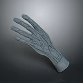 3D Anatomical Hand Model Featuring Detailed Texture And Gray Surface