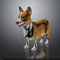 Cute Brown and White Corgi Standing Against Black Background With Clear Reflection